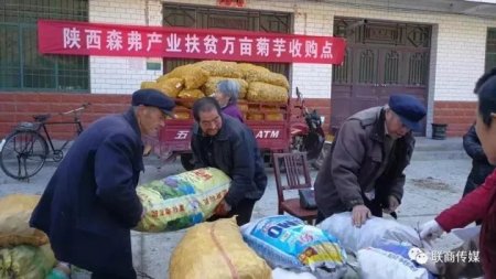 陕西森弗公司收购大量菊芋促进商洛产业精准扶贫